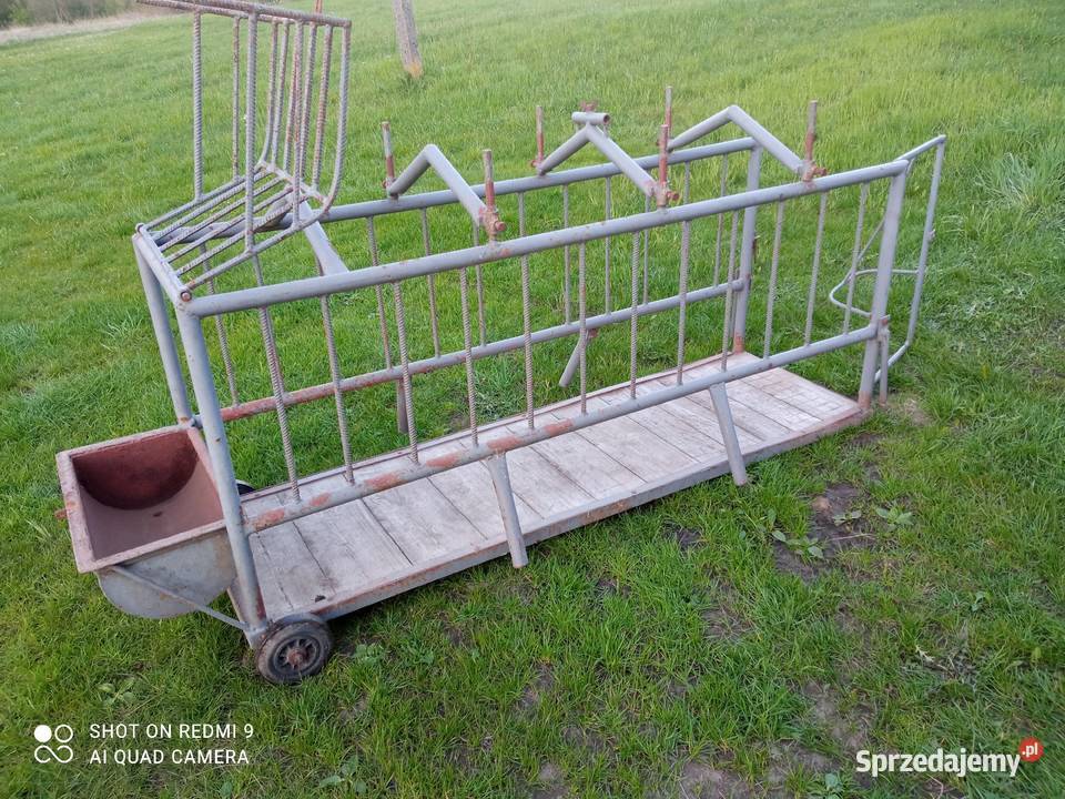Sprzedam porodówkę macior Pawłowice sprzedam