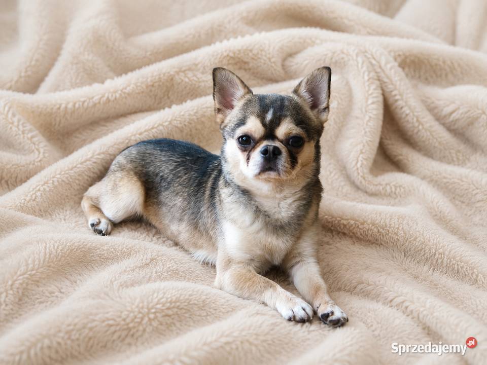 Krótkowłosy reproduktor chihuahua ZKwP FCI Chihuahua Świnoujście