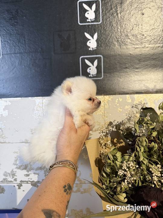 Szpic miniaturowy pomeranian dziewczynka Poniszowice