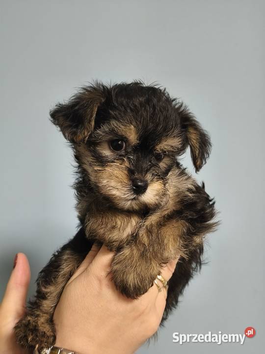 Yorkshire terrier Psary Małe