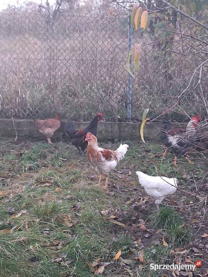 koguty mlode z lipca Modła Królewska