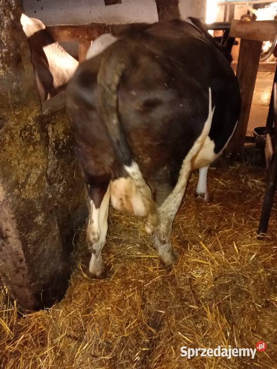 Krowy mleczne trzy sztuki Gowidlino