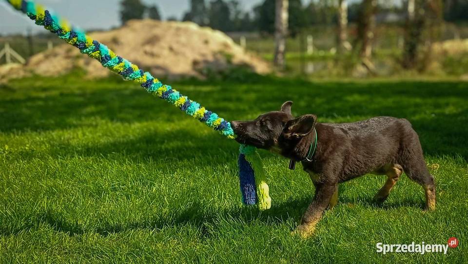 Owczarek niemiecki krótkowłosy suczka czarna Rożki-Kolonia