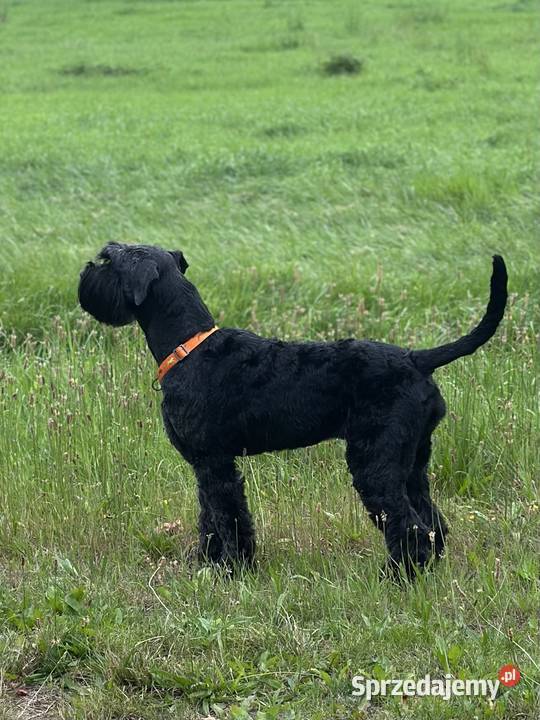 Sznaucer olbrzym piękna suczka FCI Olsztyn