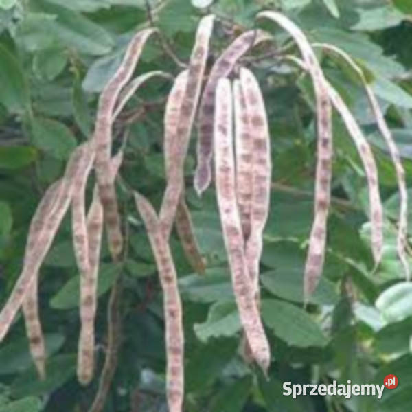 CASSIA SIAMEA Cassia siamea NASIONA 100g Lubanie