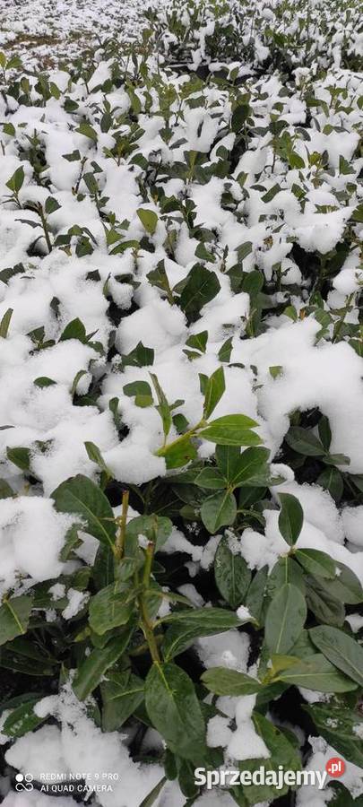 laurowiśnia caucasica XXL Warszawa