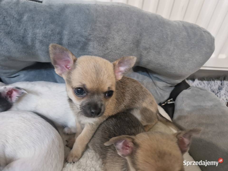 Cudowna suczka krótkowłosa chihuaha Zwierzęta Szczecin