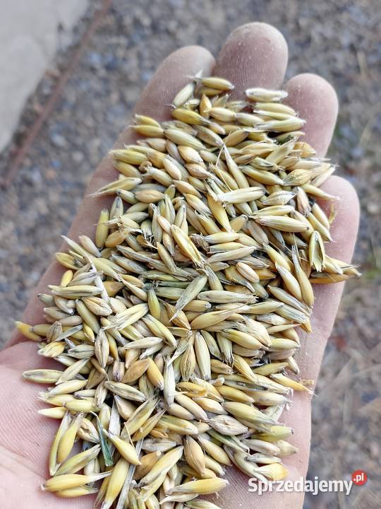 Przenżyto zbiór 2025 i owies z 2025 małopolskie Krzesławice sprzedam