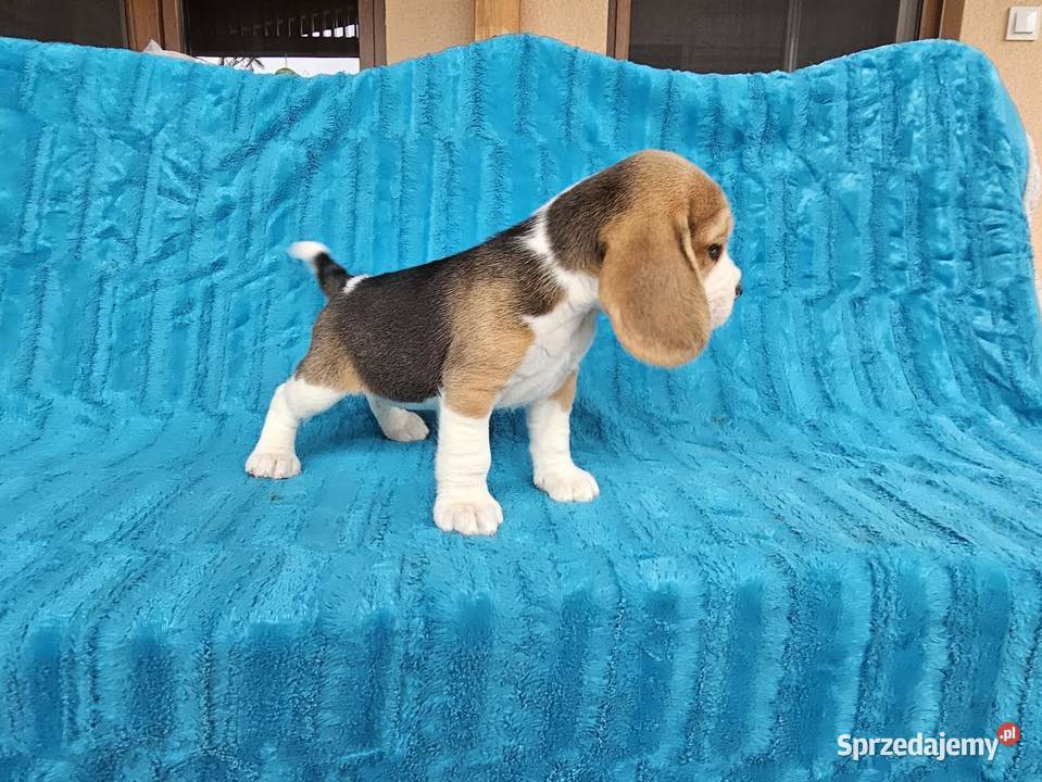 Szczeniaki beagle Zwierzęta