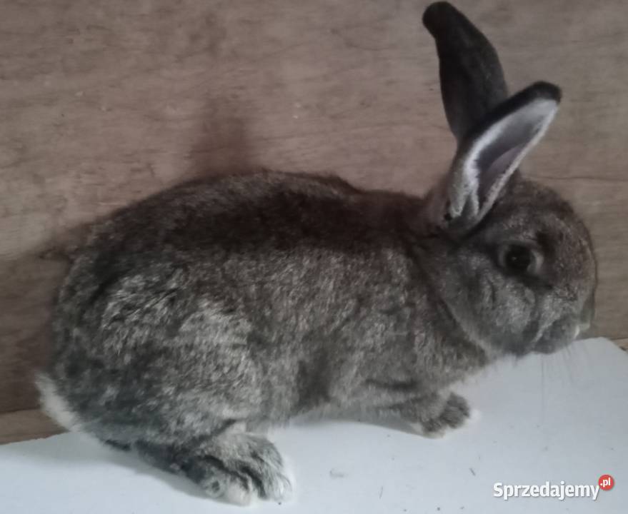 Królik młoda samica Zajączki Pierwsze sprzedam