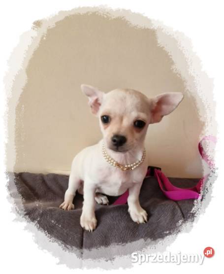 Chihuahua kremowo biały piesek Aramis śląskie Częstochowa