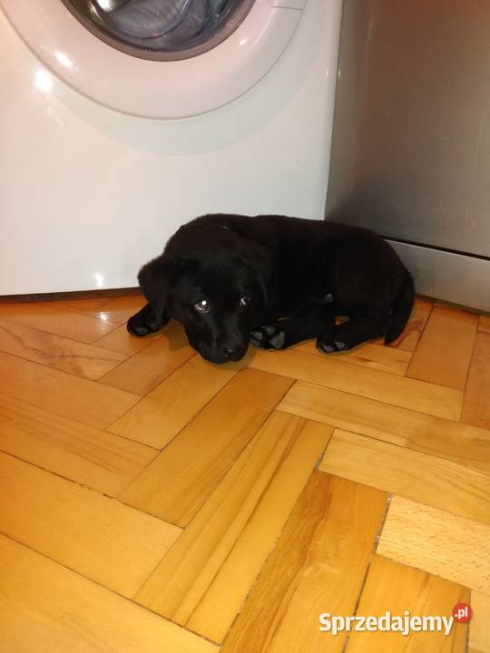 Labrador czarny 3 miesiace podkarpackie Rzeszów sprzedam