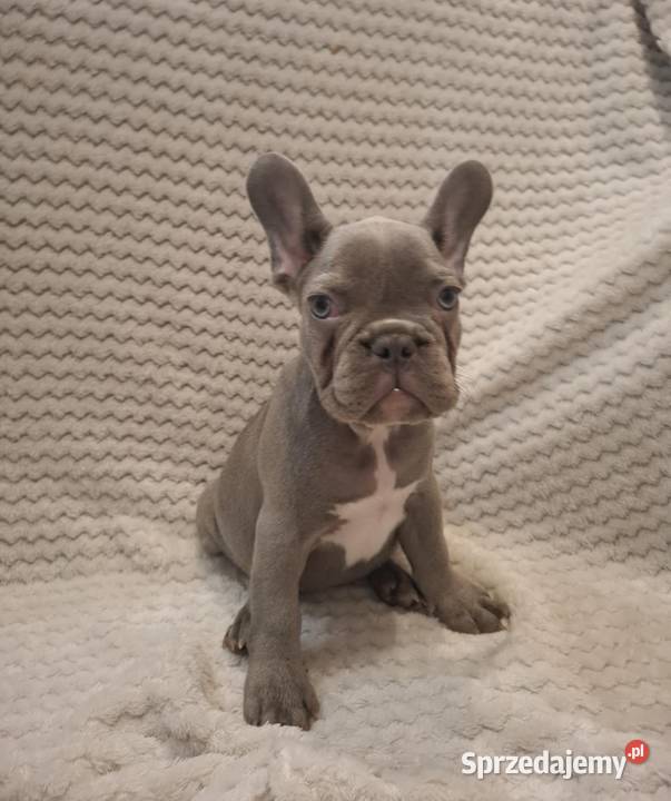 Buldog francuski suczka lilac blue wielkopolskie Wronki