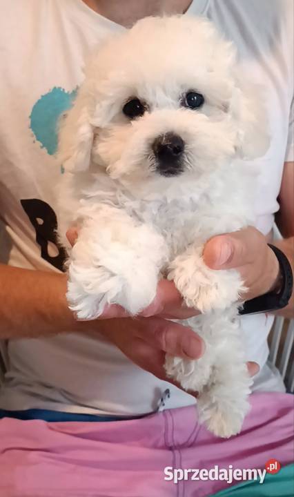 Szczeniaki Bichon Frise Fci ZKwP Tuchola