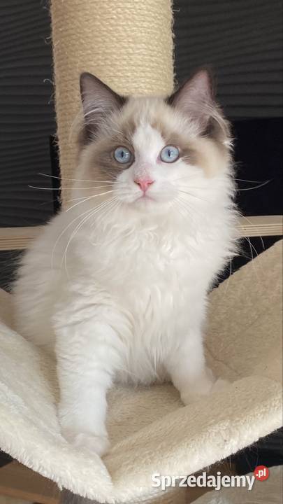 Piękny kocurek Ragdoll gotowy do odbioru z Szprotawa