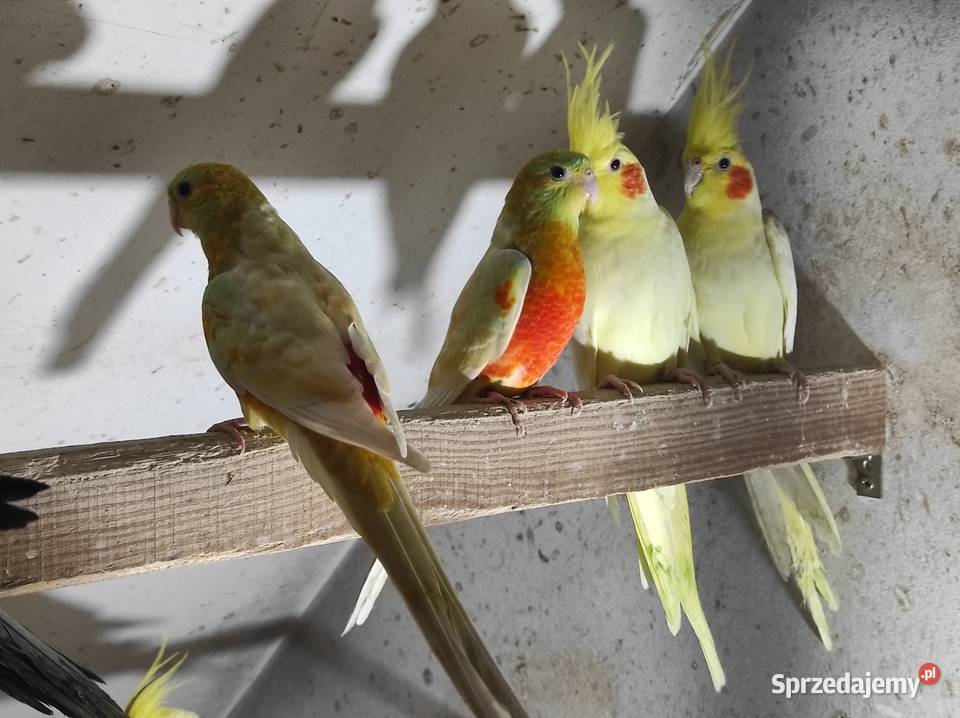 Świergotki samce i samice Rębków