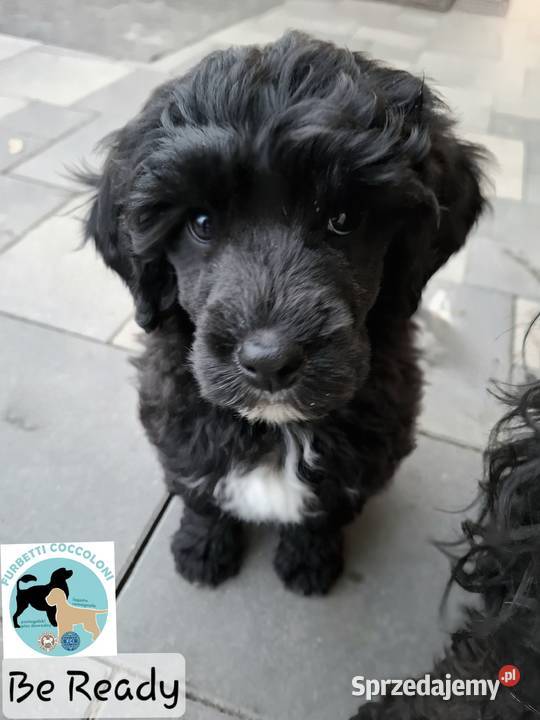 Szczenięta portugalski pies dowodny zkwp FCI kujawsko-pomorskie Makówiec