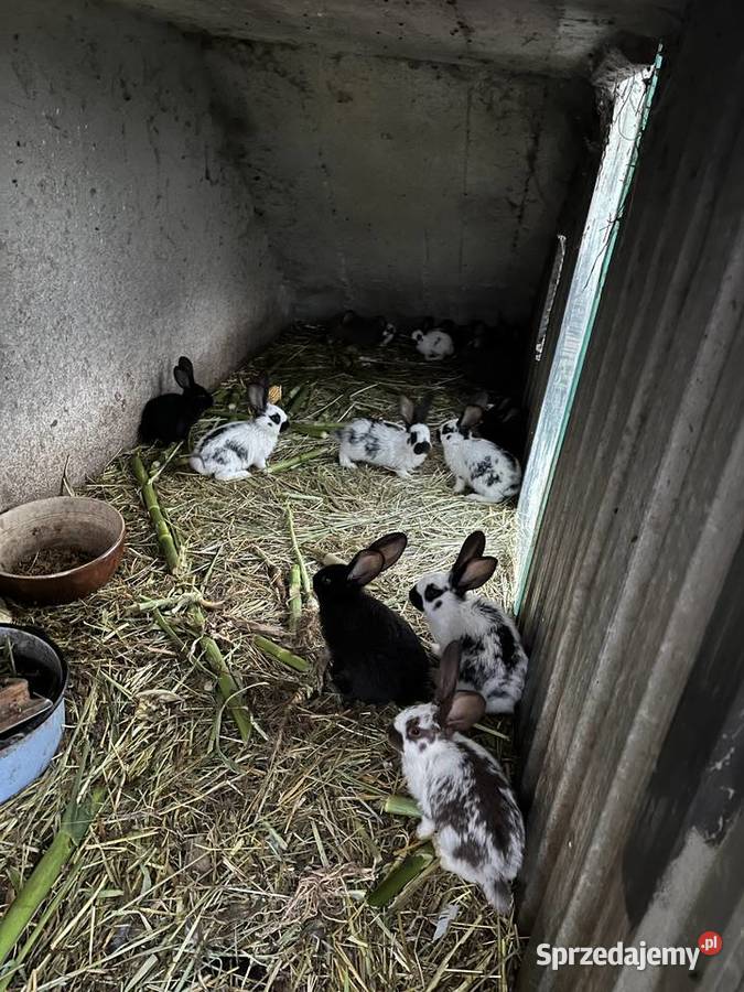 Króliki Gryzonie Janowo