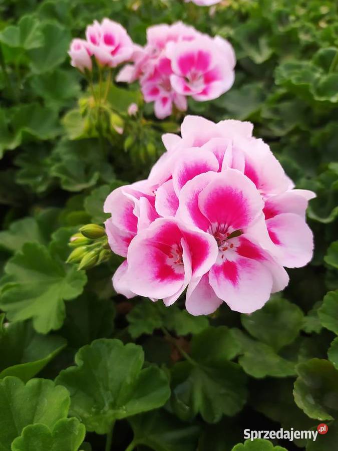Pelargonie begonie surfinie i inne Krynice sprzedam