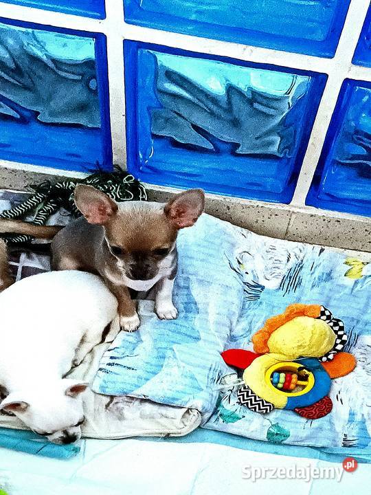 Chihuahua Maleńka Blue Dziewczynka z Rodowodem łódzkie Zgierz