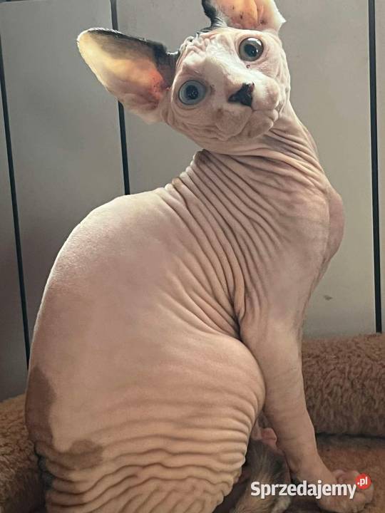 Sfinks sphynx kanadyjska piękna dziewczyna Kraków