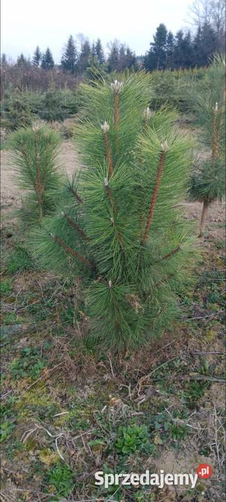 Sosna Czarna Austriacka Sosna Piramidalna Pinus małopolskie Nowy Sącz