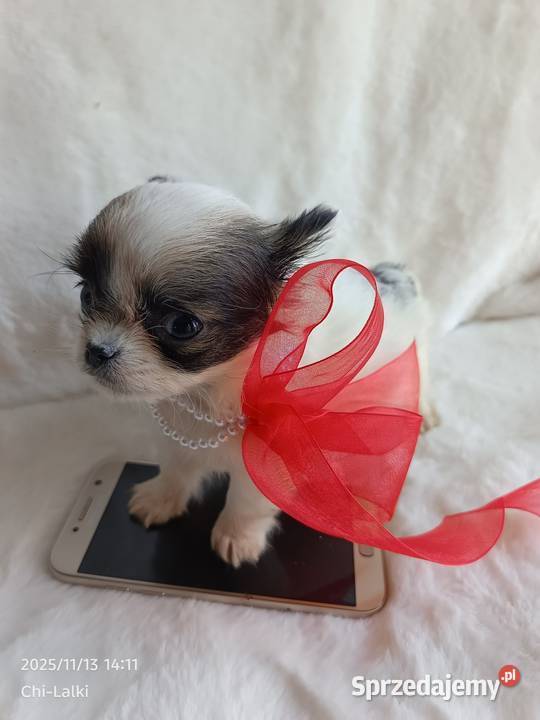 Chihuahua chłopiec samiec xxs dlugowlosy Inowrocław