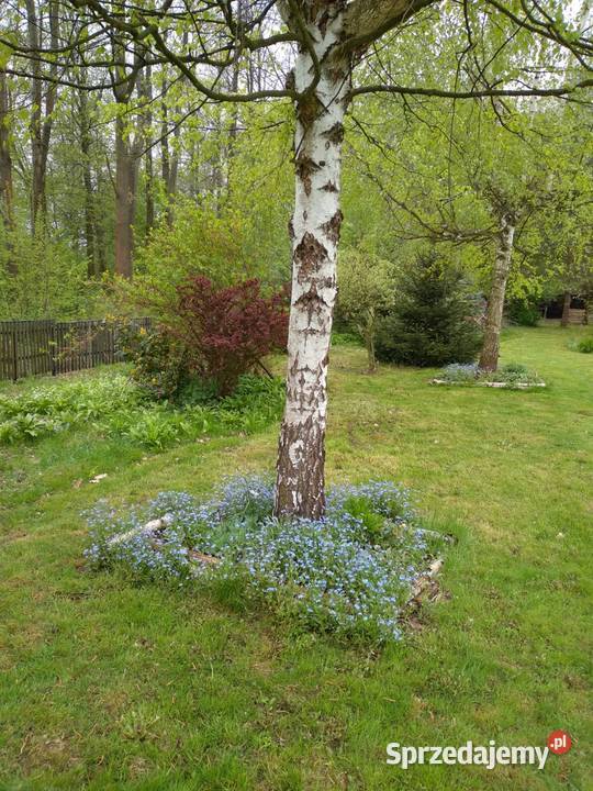 Sprzedam dom w nowej wsi głubczycka