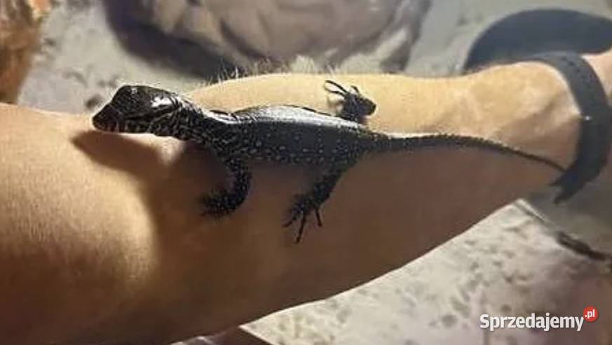 Waran nilowy 6 miesięczny plus terrarium papiery Słupca