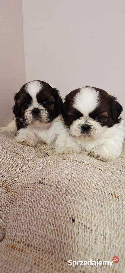 Shih Tzu szczeniaczki Przysucha