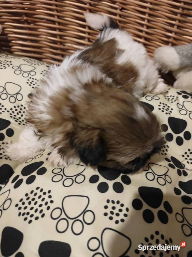 Shih tzu dziewczynka sprzedam