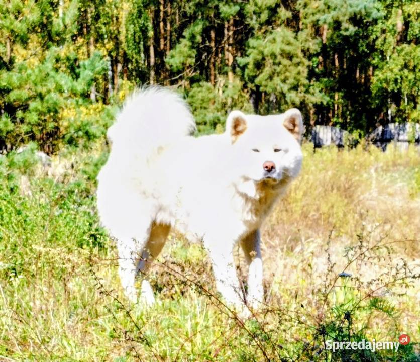 Szczenięta Japońska Akita Inu wielkopolskie Międzychód sprzedam