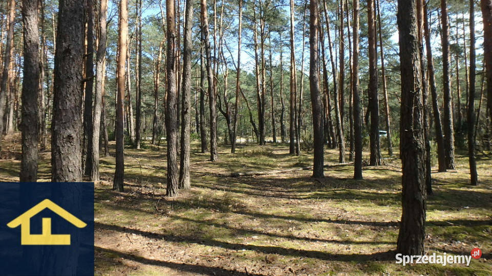 Teren do wynajęcia utwardzona Otwock
