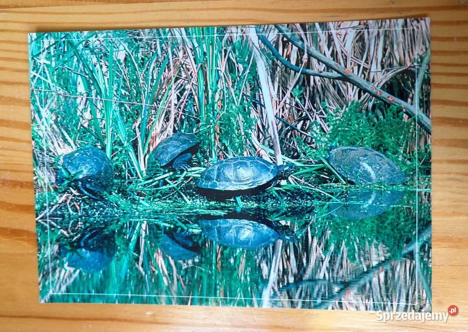 ŻÓŁWIE BŁOTNE FOT MACIEJ RĘBIŚ Kolekcje Piszczac