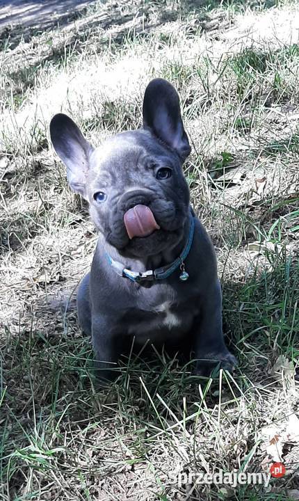 Buldog francuski blue piesek łódzkie Pabianice sprzedam