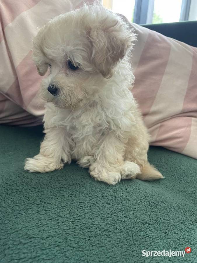 Maltipoo piesek i suczka Psy Częstochowa