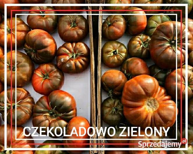 Sadzonki pomidorów wlasne sprawdzone odmiany Sosnowiec