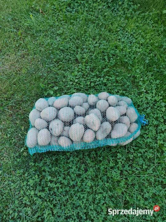 Ziemniak jadalny Antopol