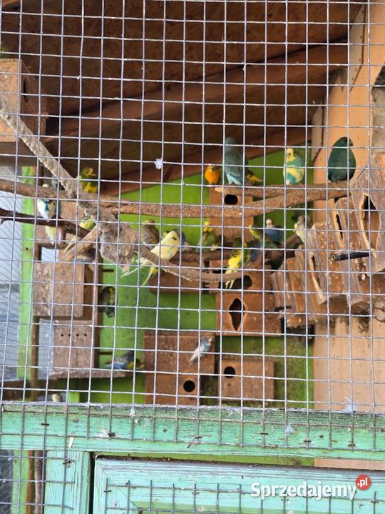 Hodowla papug Ptaki Wrocław