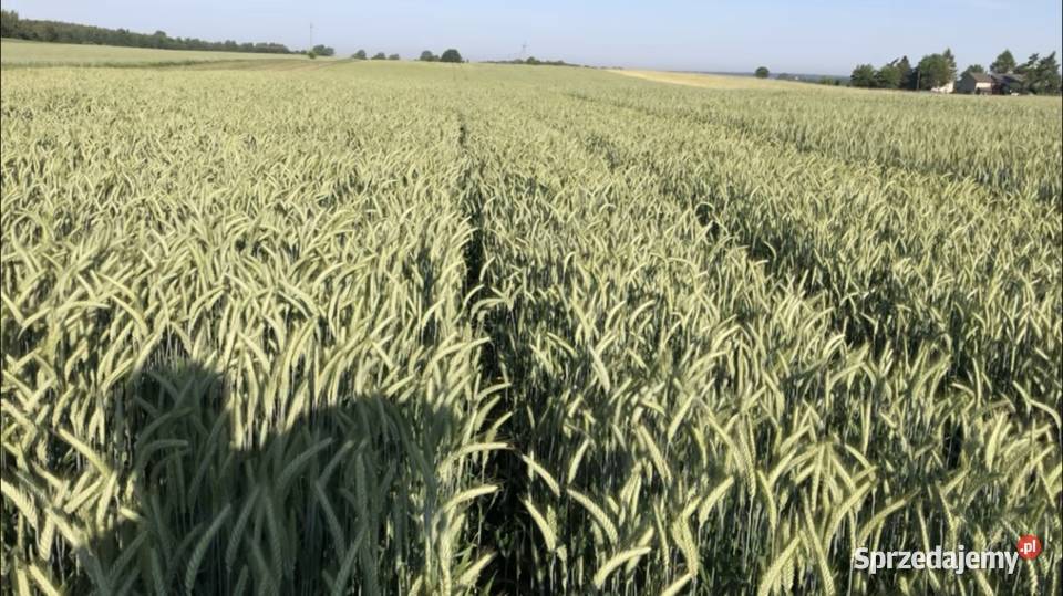 Pszenżyto Tadeus 2024 opolskie Rudniki