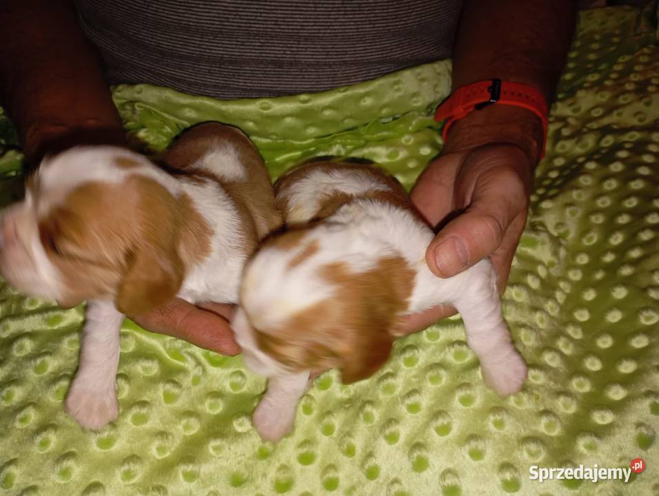 Cavalier King Charles Spaniel FCI Zwierzęta Będzin sprzedam