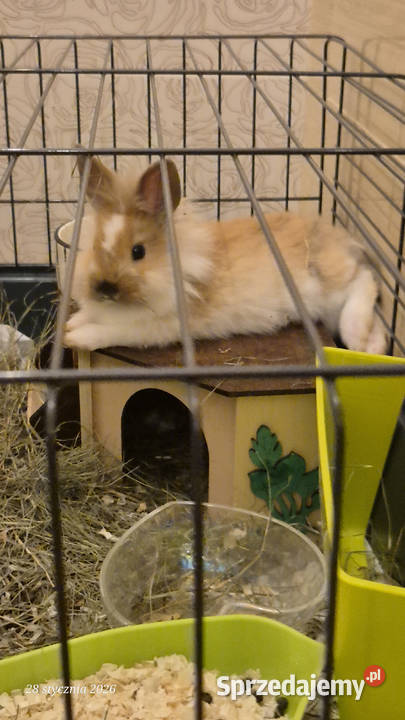 Królik miniaturka samiczka