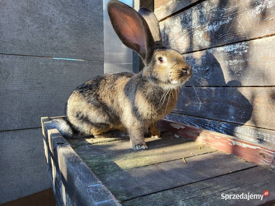 Sprzedam samce olbrzyma belgijskiego Świerczyna