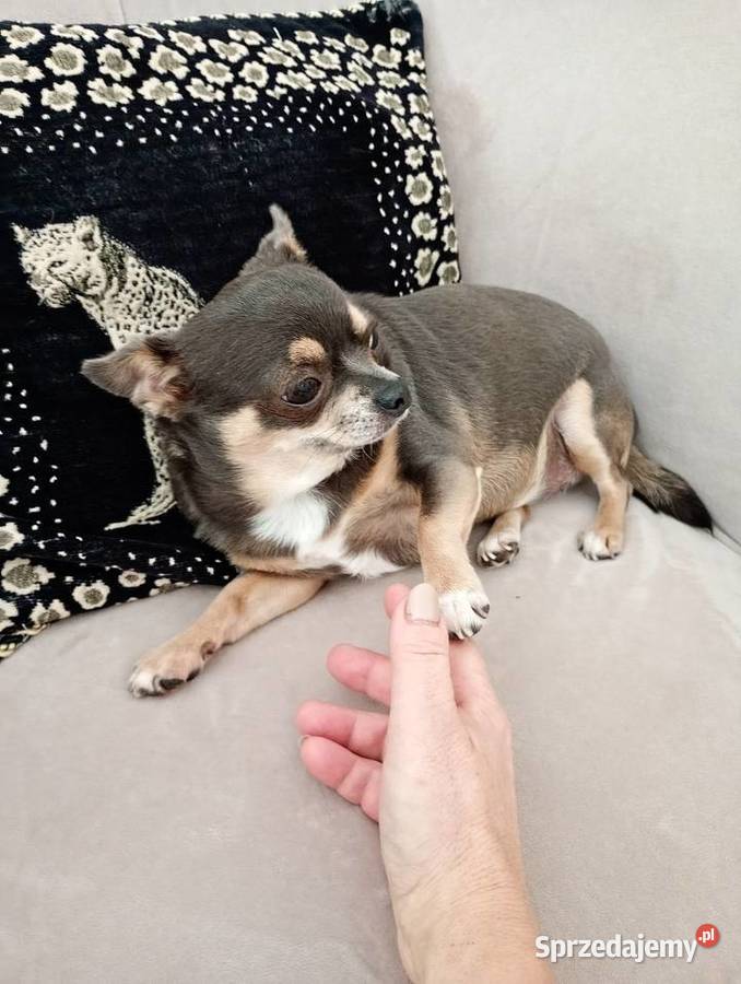 Dorosła chihuahua suczka