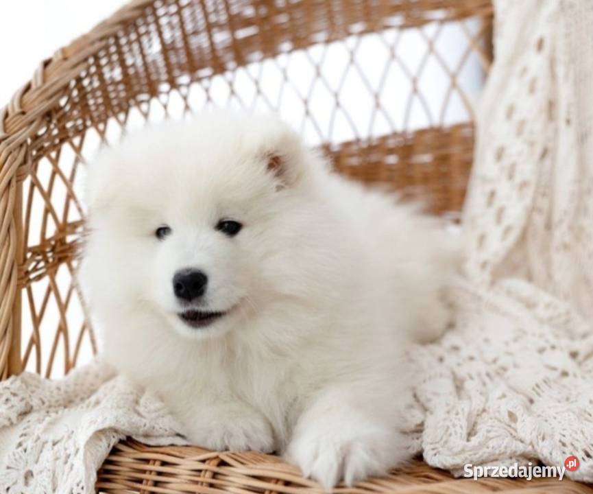 Samoyed piesek odbiór na Święta Bożego Pozostałe Izabelin B