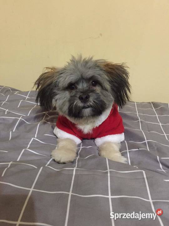 Sprzedam suczkę rasy shih tzu Niemcz