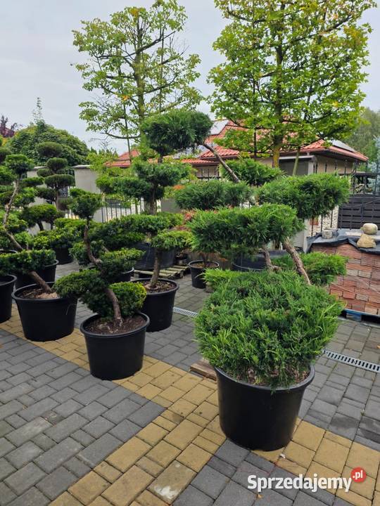 Bonsai rośliny formowane Wieliczka