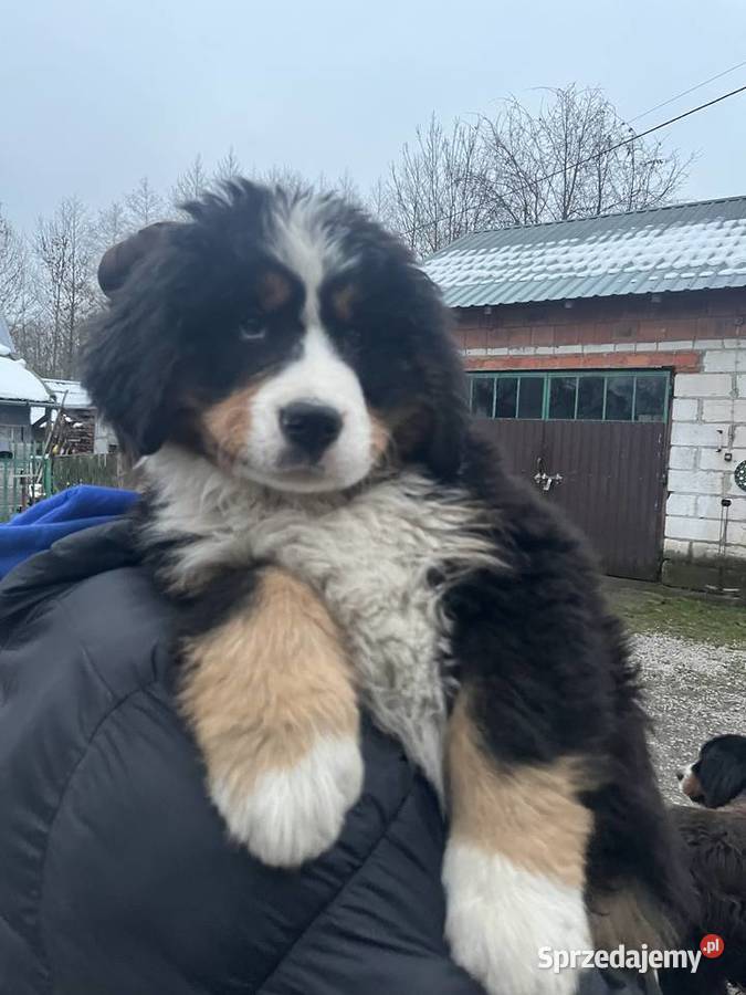 Berneński pies pasterski Blue podkarpackie Jagodnik