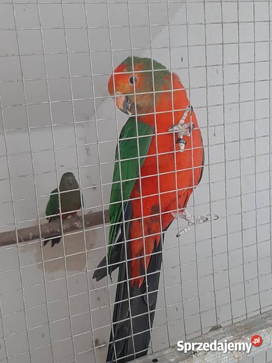 Szkarłatka królewska sprzedam