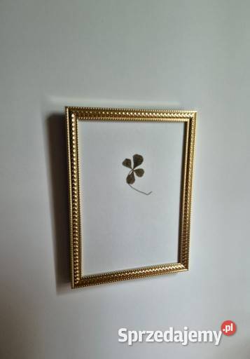 Koniczyna czterolistna ślubny prezent prezent Brzesko sprzedam